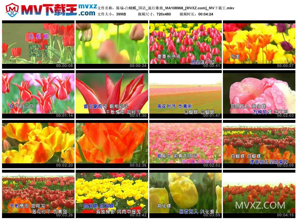 陈瑞-白蝴蝶_国语_流行歌曲_MA108968